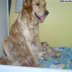 Golden retriever Tikki