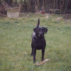 Labrador retriever Molly