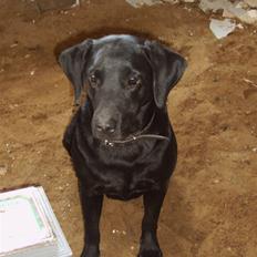 Labrador retriever Molly