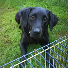 Labrador retriever Molly