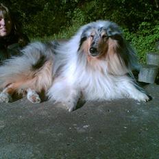 Collie langhåret Old Golden Gates "Tarzan" RIP ;(