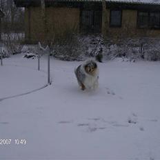 Collie langhåret Old Golden Gates "Tarzan" RIP ;(