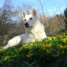 Hvid schæfer Baron Bill  R.I.P