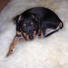 Blanding af racer gullak