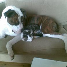 Amerikansk staffordshire terrier Tulle (Ulla)