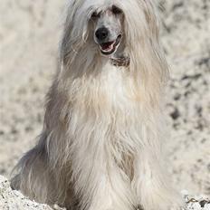 Chinese crested powder puff Jaffa