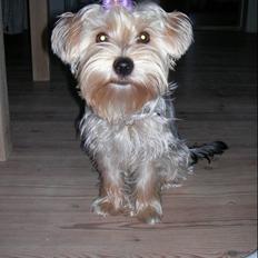 Yorkshire terrier *-Beatrice-*