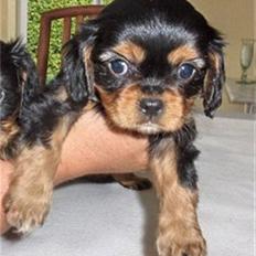 Cavalier king charles spaniel LASSE