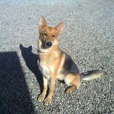 Schæferhund Bella