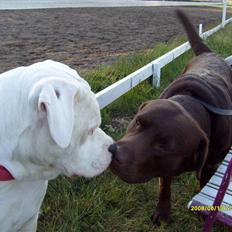 Amerikansk bulldog Bulli hvil i fred :`( 