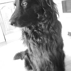 Hovawart Gizmo (HofJoy) R.I.P.