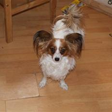 Papillon molly