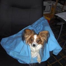 Papillon molly