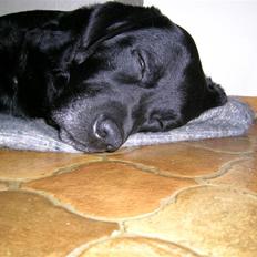 Labrador retriever Bach