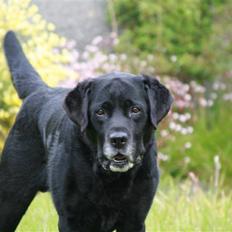 Labrador retriever Bach