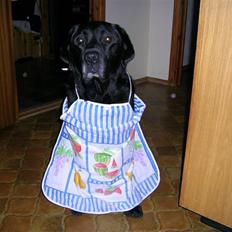 Labrador retriever Bach