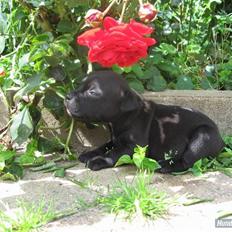 Staffordshire bull terrier Rosa