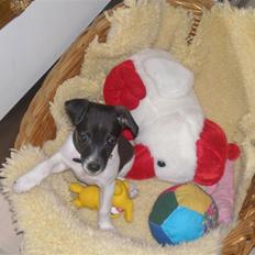 Jack russell terrier Buffas