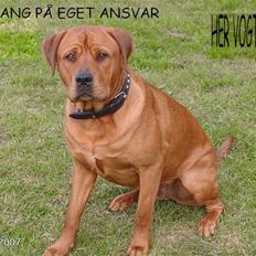 Blanding af racer kenzo