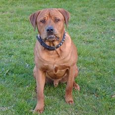 Blanding af racer kenzo