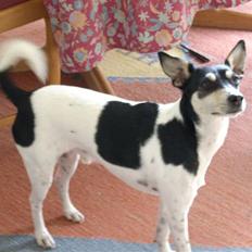 Dansk svensk gaardhund Freud