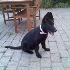 Schæferhund Bjørk