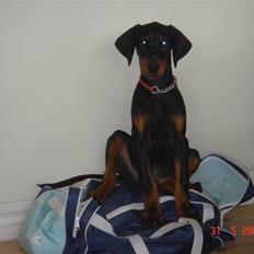 Dobermann Toronto`s Uno