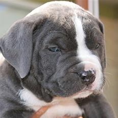 Amerikansk staffordshire terrier Biggie