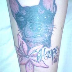 Dvaergpinscher Hope aka Muffin