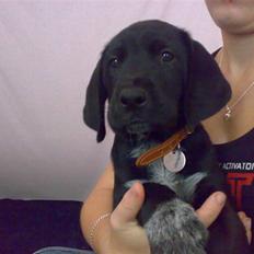 Blanding af racer Bamse