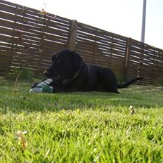 Blanding af racer Bamse