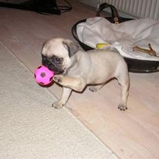 Mops Berta