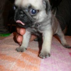 Mops Berta