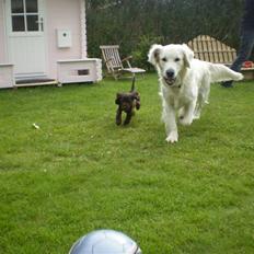 Cocker spaniel Sille