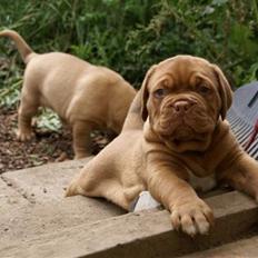 Dogue de bordeaux Ikaros R.I.P.