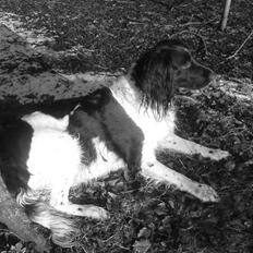 Engelsk springer spaniel stella