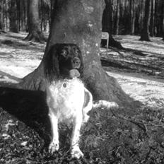 Engelsk springer spaniel stella