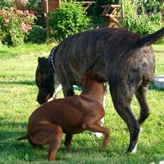 Amerikansk staffordshire terrier Zia