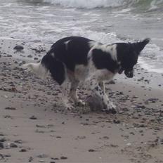 Blanding af racer Donna