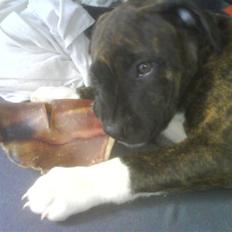 Amerikansk staffordshire terrier Jasmine