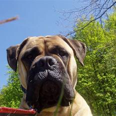 Bullmastiff Lulu