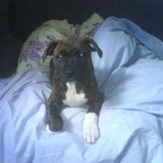 Amerikansk staffordshire terrier Jasmine