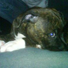 Amerikansk staffordshire terrier Jasmine