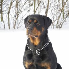 Rottweiler Chica