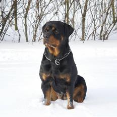 Rottweiler Chica