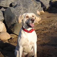 Labrador retriever Luna