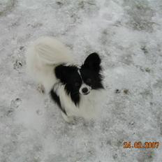 Papillon Quinto (forældres)