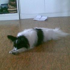 Papillon Quinto (forældres)