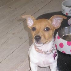 Jack russell terrier Alba