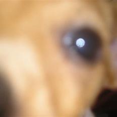 Jack russell terrier Alba